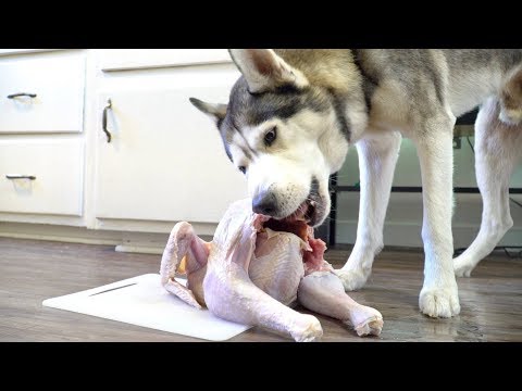 Husky vs Whole Raw Turkey For Thanksgiving! (ASMR)