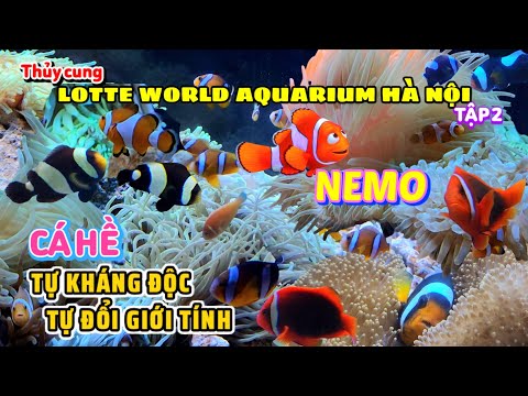 Thủy cung Lotte World Hà Nội - Tập 2: Bản năng kì diệu của loài cá Hề (Nemo)