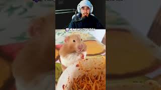HAMSTERS FOFOS DEMAIS #REACT #HAMSTER #FOFURA