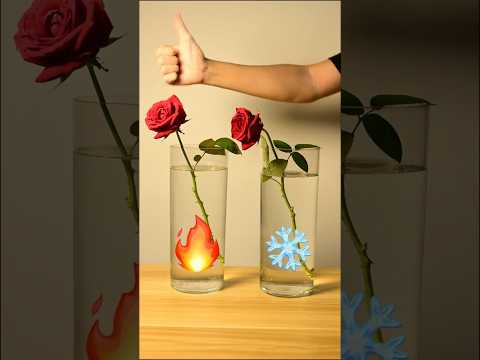 Hot water brings flowers back to life