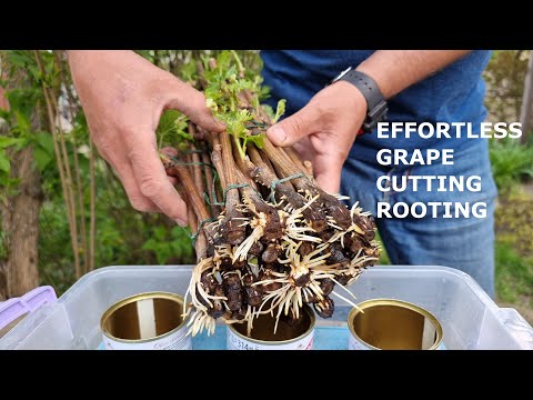 Streamlined Grape Cutting Rooting: No-Fuss Water Propagation