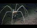 Unique Features and Adaptations of Marine Life