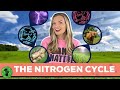 Understanding the Nitrogen Cycle