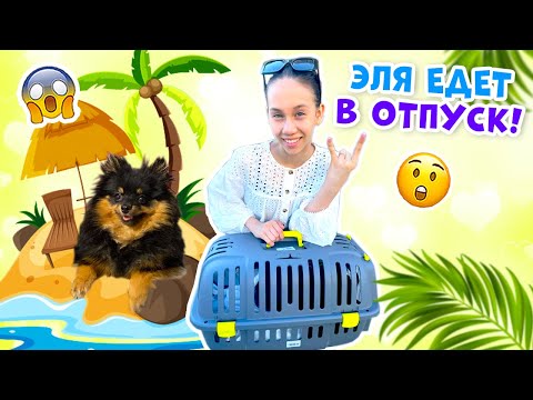 Покупки в ПОЕЗД Для Собаки👉 Собираем Элю в отпуск