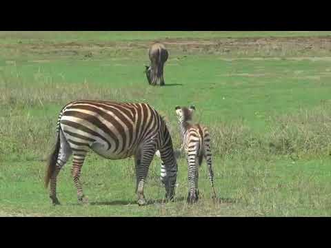 ENDUIMET Wildlife Management Area Tanzania