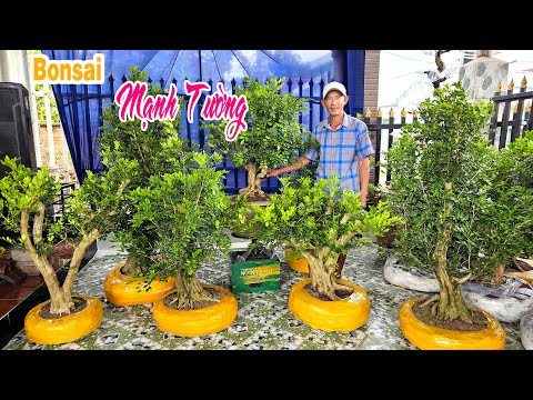 Cây cảnh 25/2 lô Nguyệt Quế hoa chùm đế nở, dáng đẹp - bonsai Mạnh Tường free ship