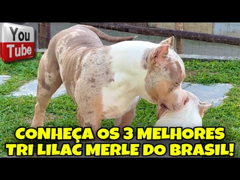 🎨 Os 3 melhores TRI LILAC MERLE do Brasil estão aqui!
