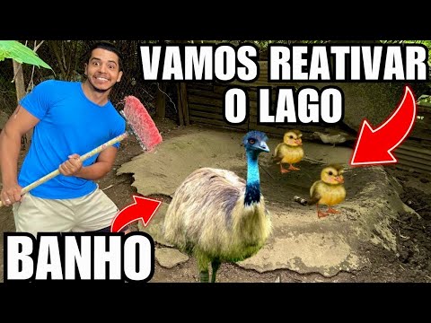 Reativando o Lago dos Patos e Gansos | Dando Banho no Emu Australiano | Aves Recriar