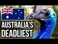 Dangerous Australian Wildlife and Their Traits