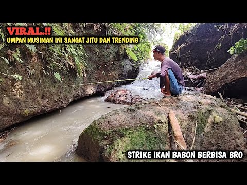 KAGET.!! MANCING PAKAI UMPAN LARON SEHABIS HUJAN || IKAN BABONNYA AUTO NGAMUK BRO