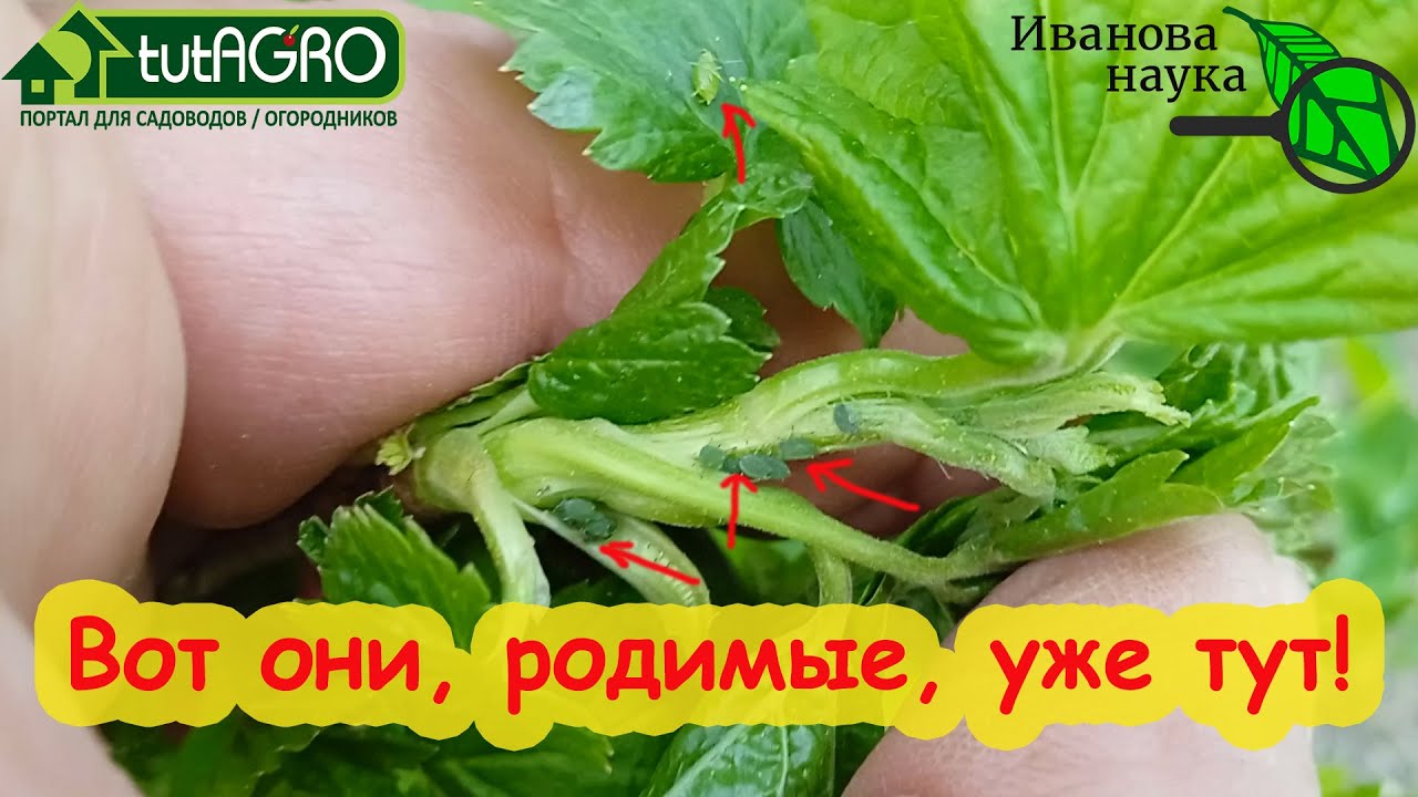Как избавиться от тли и муравьев на смородине, розах и других кустарниках. Простой способ.