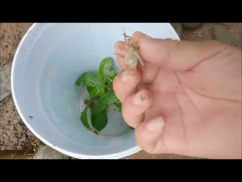 Tưới nước? Không… đây là “tắm mát cho đất”