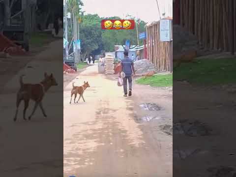 Dog flying kite 🪁🤣😂🤣
