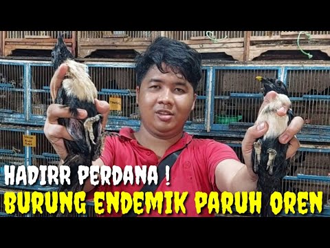 KIOS INI LAGI MUMET ! BUKA HARGA NGAWUR, GARA2 KIOS UD GAK BISA NAMPUNG BURUNG LAGI