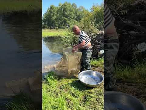 River fishing video by old man #fish #shorts