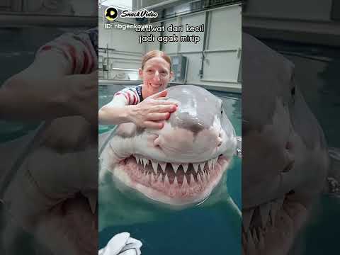 Senyum manis ikan hiu ketika lihat mangsa🤣