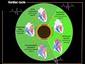 Cardiac Cycle and ECG Interpretation