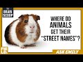 Museum Research and Animal Knowledge