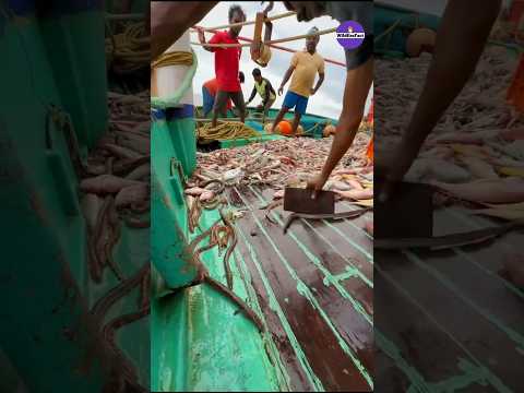 Expensive Eel Shouldn't Be Thrown Into The Water #shorts #ytshorts