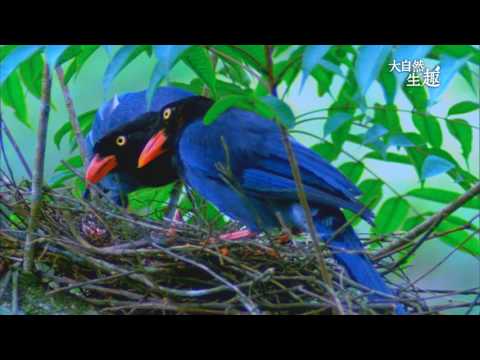 《大自然生趣》 臺灣特有種--臺灣藍鵲 - YouTube(4:50)