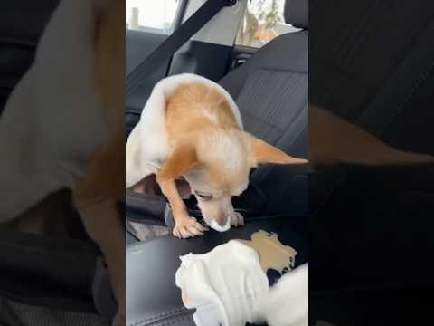 MY CAR NO😭💔 #fail #chihuahua #puppy #starbucks