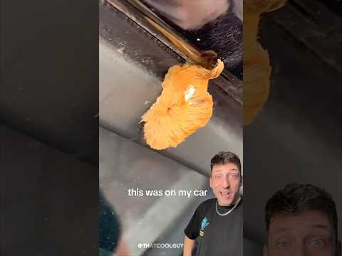 The Puss Caterpillar is TERRIFYING