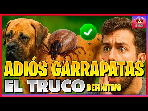 Cómo eliminar pulgas y garrapatas de tu perro en 24 horas