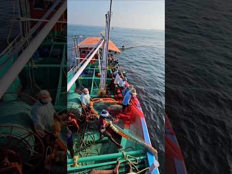 SEAFISHING #fishing #fisherman #fish #shortvideo