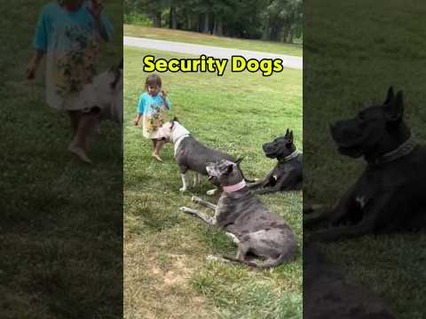 Trained Dogs Protect the Owner’s Daughter Part 2 ❤️🐕‍🦺