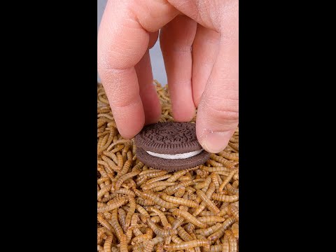 10 000 Mealworms vs Oreo