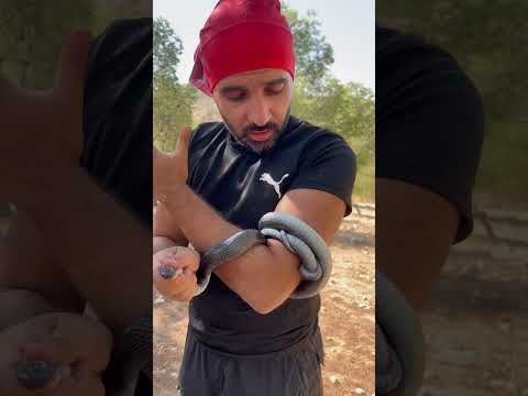 حنش يقطع شخص من النصف #explore #اكسبلور #معلومات #الاردن
