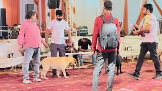 Bulandshahr dog show me Hoga Bura haal ! Kon Bana winner ! Full video @RitikDogKennel177