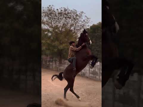 Hoy nos 🌵venimos a montar 😱este hermoso potrillo 🏇🏻dale like 👍 comparte 😎