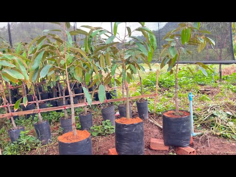 Upgrade Your Durian Seedlings Bigger Bags