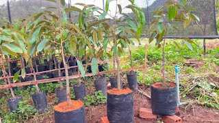 Upgrade Your Durian Seedlings Bigger Bags