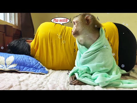 Monkey Lyly is cold because she secretly played in the rain while her mother was sleeping soundly.