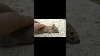 Mouse 🐁 death #subscribe #animalshorts #wildlife #animals #trending #animalshortstory ￼