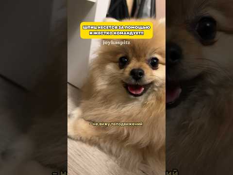 Как вам такие требования?!🤯 #шпиц #собака #минишпиц #животные #собаки #смешноевидео