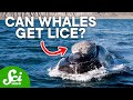 Whale Callosities and Whale Lice