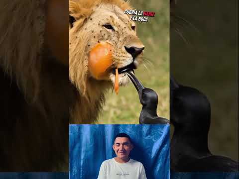 fue el medico de este león 🦁 #datoscurisos #sabiasque