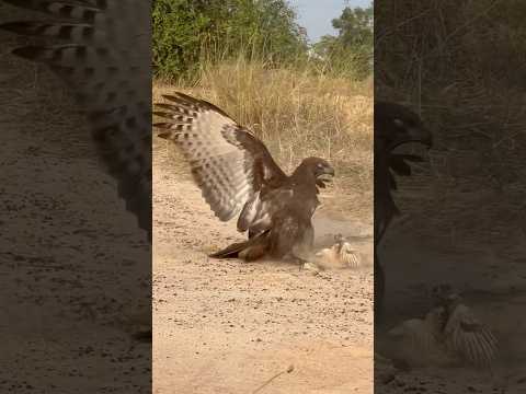Videos hawk eagle hunting bird for food 🦅#comment #birds #subscribe #like #youtubeshorts #shorts