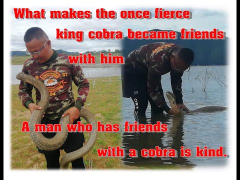 ผู้ชายผู้มีงูจงอางเป็นเพื่อน His faith or love that led this man to have a friend as a king cobra.