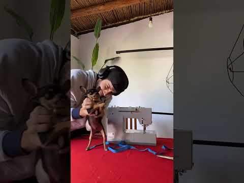 No entiendo el afán por las razas peligrosas.