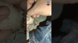 tutorial ngucek kempul