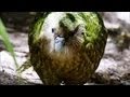 Kakapo: The Unique Bird of New Zealand