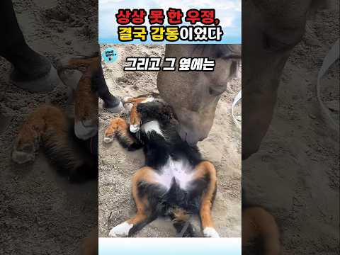 상상도 못한 우정..순수함 그자체#동물교감 #감동영상#animalbond