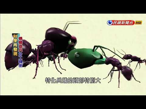 科學再發現－分工合作各司其職 螞蟻雄兵帝國嘆為觀止－民視新聞 - YouTube