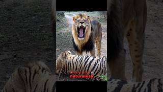 ¿tigre Contra León En La Naturaleza? #tigre #león #felinogrande