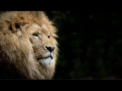 Qué Pasa con los Leones | Mini documental