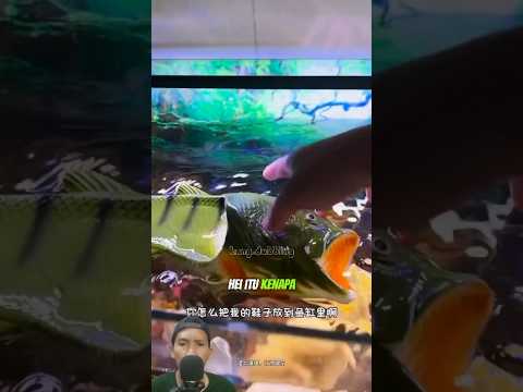 IKAN BERUBAH MENJADI SENDAL #dubber #funny